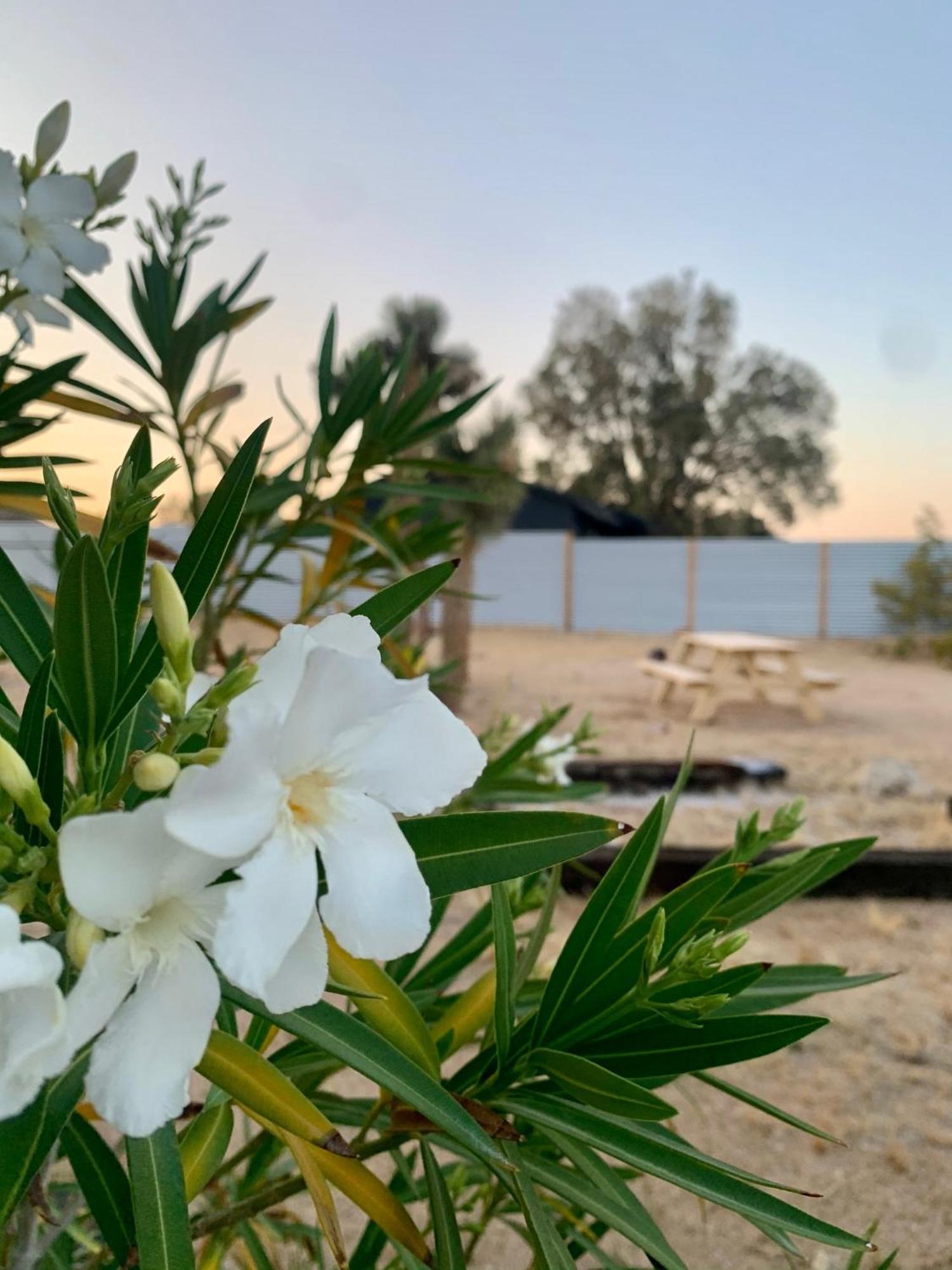Casa Agave: Comfy Joshua Tree Cottage With Free Breakfast Bar المظهر الخارجي الصورة